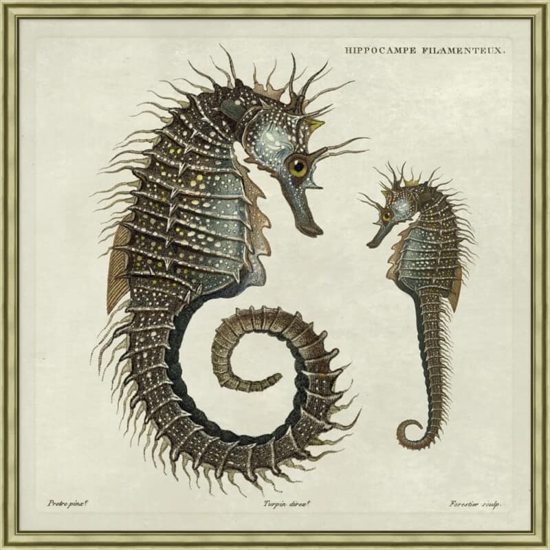 Guerin Seahorses